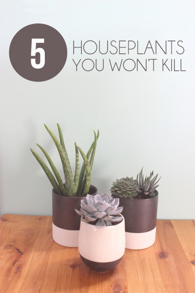 Five Household Plants for a Black Thumb - The Girl Creative